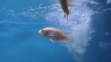 Pirana-Está-Nadando-En-Agua-De-Mar-De-Color-Azul