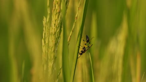 Wespe-Im-Grünen-Gras---Entspannend---Reis