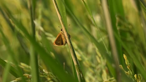 Butterfly-in-grass---rice---food-