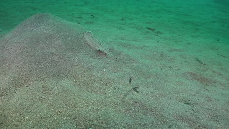 Flounder-swimming-over-sandy-ocean-floor