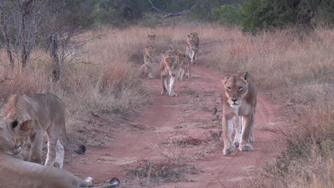 Scene-of-lionesses-walking-on-dirt-road-passing-by-camera,-Africa