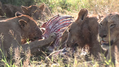 Leones-Dándose-Un-Festín-Con-El-Cadáver-De-Una-Cebra-En-Un-Parque-De-Caza-Africano