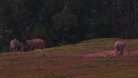 Familie-Auf-Der-Linken-Seite,-Während-Ein-Individuum-Auf-Der-Rechten-Seite-übrig-Bleibt,-Indischer-Elefant-Elephas-Maximus-Indicus,-Thailand