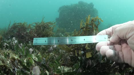 Underwater-measurement-and-data-collection-on-ocean-seagrass-and-coral