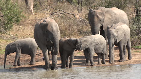 A-family-of-elephants-drinking-water-at-a-waterhole-in-an-African-reserve