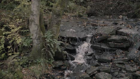 Ein-Kleiner-Bach-Mit-Fließendem-Wasser-In-Einem-Dunklen-Wald-In-England