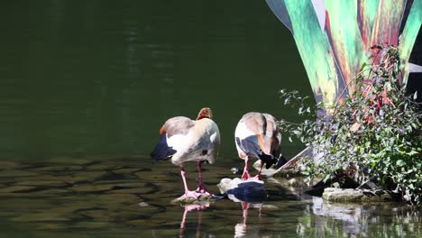 two-Egyptian-geese-at-Seileresee-in-Iserlohn