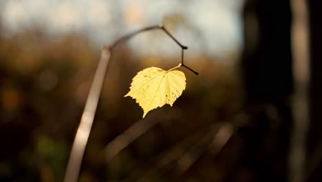 Close-up-of-a-yellow-lone-leaf-on-a-thin-twig-on-a-sunny-autumn-day