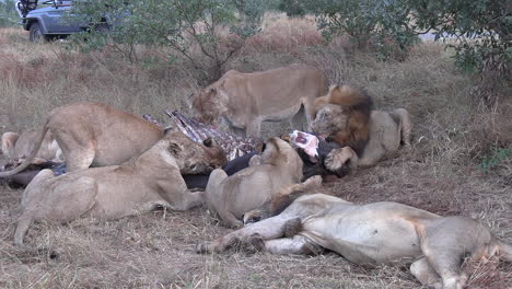 Leones-Salvajes-Alimentándose-De-Hipopótamos-En-Un-Parque-De-Caza-Africano