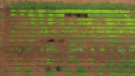 Landwirtschaft-Auf-Kargem-Und-Trockenem-Brasilianischem-Land,-Das-Durch-Schwerkraftbewässerung-überwunden-Wird
