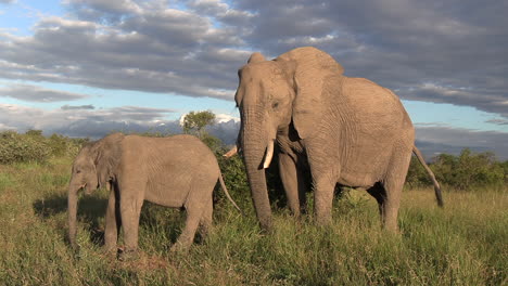 An-adult-and-a-young-elephant-grazing-together-in-Africa