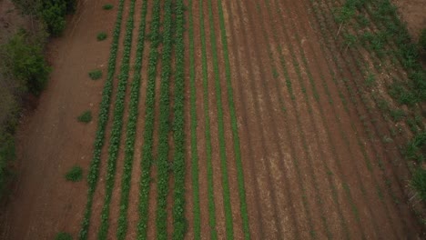 Successful-water-irrigation-and-crop-growth-on-organic-farmland,-aerial