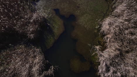 Aufnahme-Der-Perspektive-Einer-Drohne-Mit-Zoom-Effekt,-Fokussierung-Auf-Ein-Sumpfgebiet-Mit-Fischen-Und-Trockener-Vegetation-Im-Herbst-Im-November