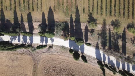 Nice-aerial-top-view-flight-Tuscany-Cypress-Alley-Road-Mediteran-Italy-fall-23
