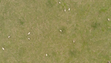 Drone-footage-pointing-down-over-sheep-in-a-farmer's-field-in-Yorkshire,-UK