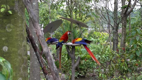 Guacamayas-Rojas-Encaramadas-En-Una-Mesa-De-Alimentación-En-El-Zoológico-Rodeada-De-árboles-Tropicales