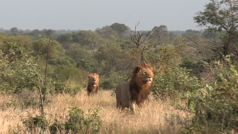 Männliche-Löwen-Bewachen-Das-Territorium-Im-Afrikanischen-Wildpark