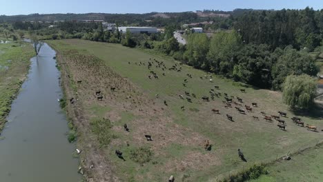 Vacas-Pastando-En-Pastos,-Paisaje-Escena-Rural-Hermoso-Día-Soleado