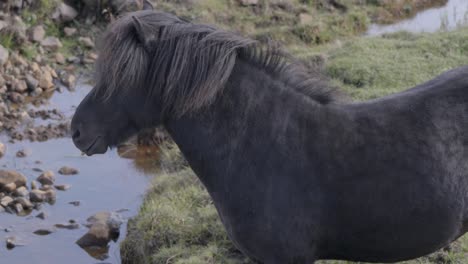 Icelandic-horse-sipping-from-a-stream,-Close-up