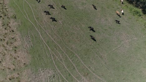 Vacas-Pastando-En-Pastos,-Paisaje-Escena-Rural-Hermoso-Día-Soleado