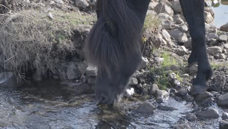 Wildpferd-Trinkt-Wasser-Aus-Einem-Frisch-Fließenden-Fluss-In-Island