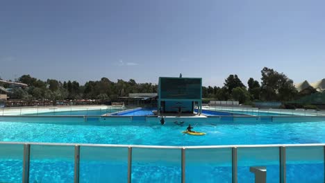 Amazing-group-of-dolphins-performing-acrobatic-jumps-in-dolphinarium-pool