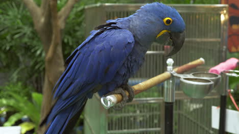 Perching-on-a-tiny-man-made-perch-attached-to-its-feeder,-a-Hyacinth-Macaw-is-reaching-out-for-some-treats-from-the-visitors-of-a-zoo-in-Bangkok,-Thailand