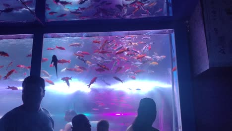 Eine-Unterwasseraquariumszene-Mit-Millionen-Bunter-Fische,-Die-Im-Wasser-Schwimmen-Und-Dem-Licht,-Das-Von-Der-Kamera-Reflektiert-Wird