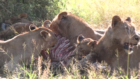 Primer-Plano-De-Un-Grupo-De-Leones-Comiendo-Cebra-En-El-Desierto-Africano.