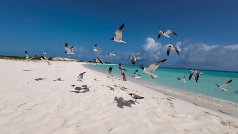A-young-latin-man-pulls-anchor-his-boat-on-beach,-groups-seagulls-birds-on-white-sand