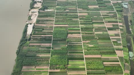 Rows-of-multiple-Rice-fields,-Tam-Xa-neighbourhood,-Hanoi,-Vietnam