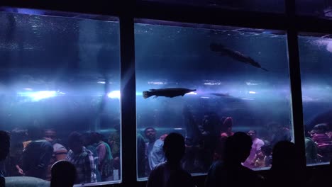 A-small-child-is-trying-to-touch-a-fish-in-an-underwater-aquarium-with-his-parents