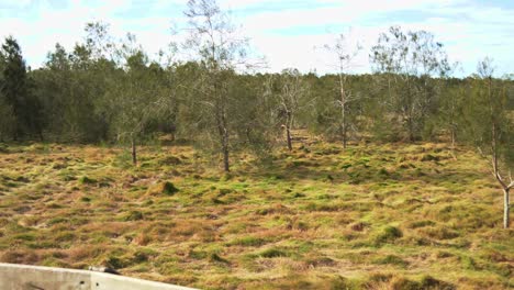 Panning-shot-on-the-boardwalk-capturing-unspoiled-nature-landscape-along-the-public-trail-and-cyclist-cycling-on-the-cycleway-at-Boondall-wetlands-reserve-during-dry-season,-Brisbane,-Queensland