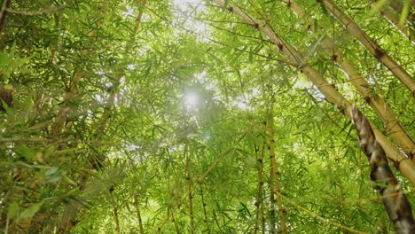 Tropical-rain-forest-leaves.-Green-bamboo-forest