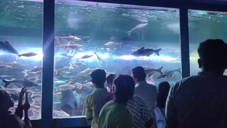 Un-Niño-Pequeño-Observa-Peces-En-Un-Acuario-Con-Su-Padre