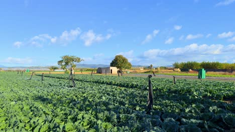 Cabbage-cultivation-farm-on-the-Barva-coast-of-Girona,-Malgrat-de-Mar