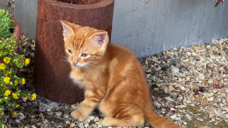 Red-tabby-baby-cat-sitting-in-front-of-a-plant-pot-blinking-at-bright-sunlight