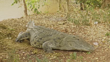 Gefährliches-Krokodil-In-Der-Nähe-Des-Sees
