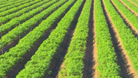 Nahaufnahme-Einer-Salatplantage-In-Diagonalen-Reihen,-Biologischer-Anbau