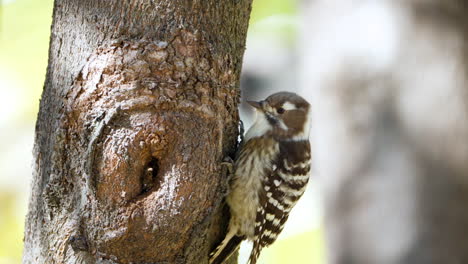 Japanese-Pygmy-Woodpecker-Pecking-Bark-Perched-on-Tree-Trunk-And-Clambers-Side-Searching-Food