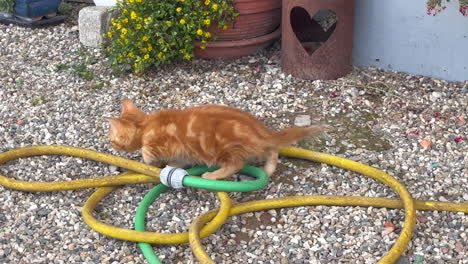 Gato-Bebé-Atigrado-Rojo-Escondido-En-Una-Manguera-De-Jardín