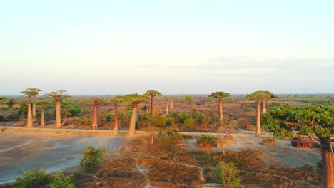 Long-Aerial-drone-shot-of-wooden-houses-under-the-Beautiful-Baobab-trees-at-sunset-at-the-avenue-of-the-baobabs-in-Madagascar