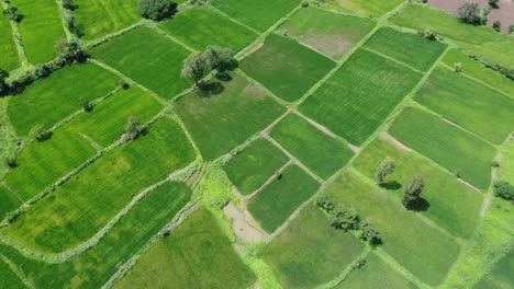 Vista-Aérea-Panorámica-De-Campos-Verdes-Y-Tierras-De-Cultivo-En-La-Zona-Rural-De-Maharashtra-Durante-El-Monzón,-India