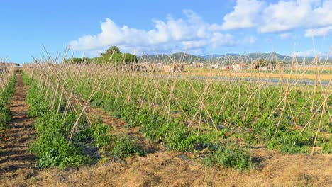 Plantación-De-Pimiento-Rojo-En-El-Campo,-Con-Cañas-Para-Guiar-El-Cultivo.