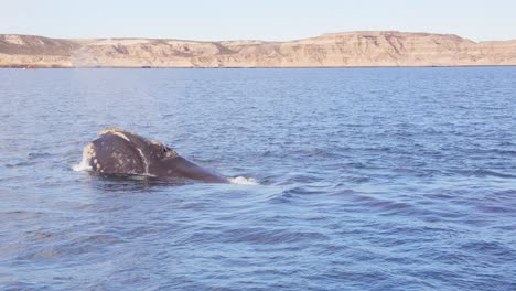 Wide-shot-of-the-sea-Channel-with-a-Right-Whale-logging-with-distant-mountains-visible