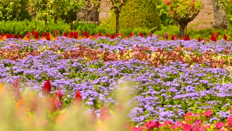 Colorful-Flowers-In-The-Garden-Of-Archiepiscopal-Palace-In-Braga,-Portugal
