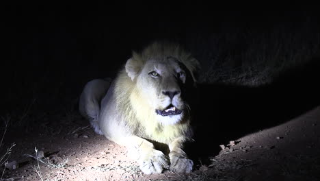 Close-Up-of-a-Lion's-Roar-at-Night-in-African-Wilderness