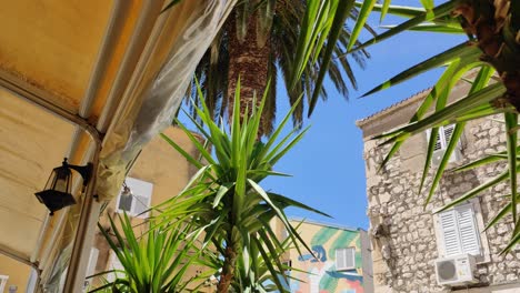 Moving-up-shot-of-palm-trees-in-city-of-Makarska-in-Croatia