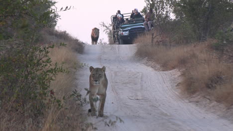 Begegnung-Mit-Löwen,-Die-In-Der-Nähe-Von-Safari-Touristen-Im-Afrikanischen-Wildpark-Umherstreifen