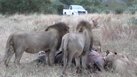 A-safari-vehicle-watches-as-lions-feed-on-a-hippo-in-Timbavati,-South-Africa